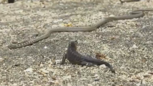 La épica persecución entre reptiles que salió de un documental y se volvió viral