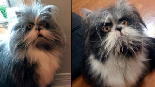 El nuevo desafío óptico y viral: ¿es un perro o un gato?