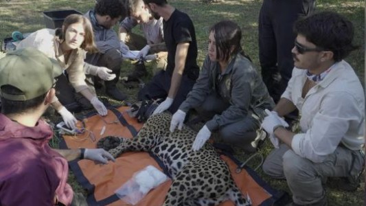 Trasladan a una yaguareté desde Corrientes a Chaco para ampliar la población de la especie
