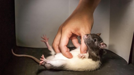 Gracias al cerebro de las ratas descubren por qué las cosquillas nos hacen reír
