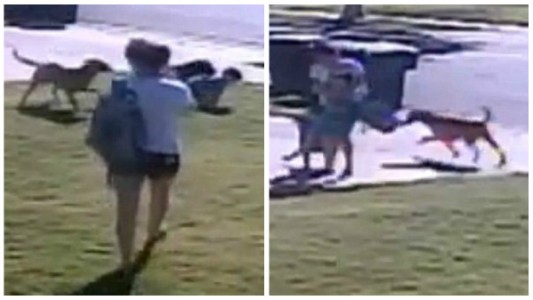 Video: el momento en el que una madre salva a su hijo de dos años del ataque de dos perros