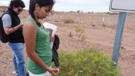 Restauran áreas degradadas por la actividad petrolera en Neuquén