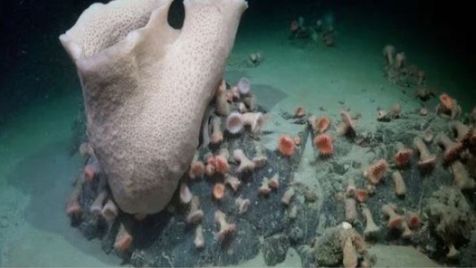 Descubren un ecosistema antártico inexplorado tras el colapso de una plataforma de hielo