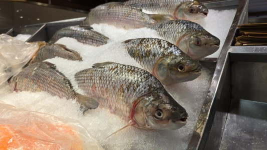 Se encarece la Semana Santa: aumenta el precio del pescado