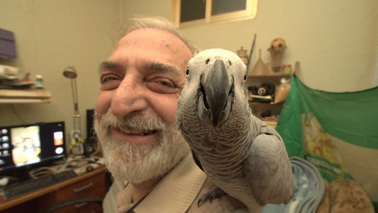 Lo denunció un vecino porque su loro se la pasa silbando el himno de un club