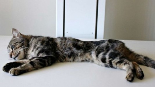 Una mujer abandonó 14 gatos en su casa, se comieron entre sí y sobrevivió uno solo