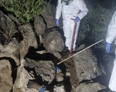 Córdoba: Hallan sin vida a un hombre que intentaba extraer un enjambre de abejas