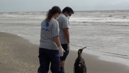 Apareció un pingüino rey en Pinamar, lo rehabilitaron por 6 meses y volvió al mar