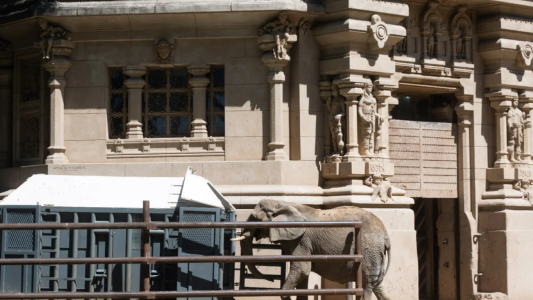 Después de 32 años en cautiverio, la elefanta "Pupy" viaja a un Santuario de Brasil