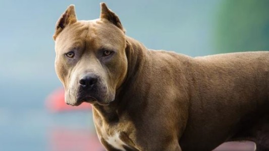 Alarma por ataques de pitbulls: un bebé de 9 meses está internado en Córdoba con graves heridas en la cabeza
