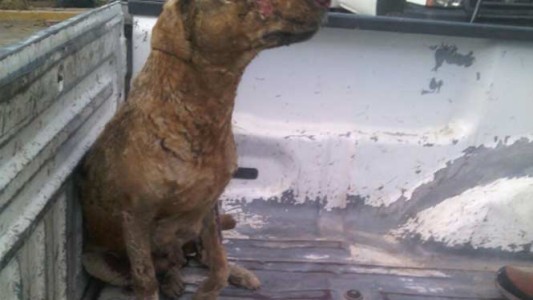 La historia de "Pétalo", la perrita que se quemó para salvar a sus cachorros