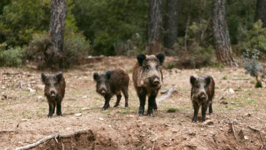 Autorizan la caza del jabalí en toda la provincia de Buenos Aires tras considerarlo “especie exótica invasora”