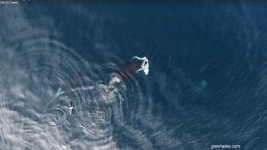 Video: un drone captó el momento en el que una ballena se come a un tiburón