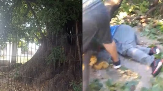 Un hombre murió aplastado por un árbol en Villa Ballester: meses antes había denunciado que estaba en mal estado