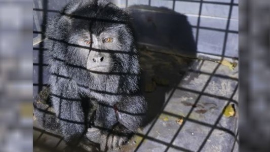 Formosa: auxilian a un mono carayá que "viajaba" en el paragolpes de un auto