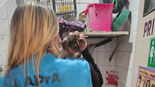 Villa Crespo: clausuraron una veterinaria que funcionaba como un criadero clandestino