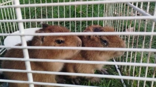 Operativo en Santa Fe: rescataron a dos crías de carpincho en una casa que vendía "milanesas de capibara"