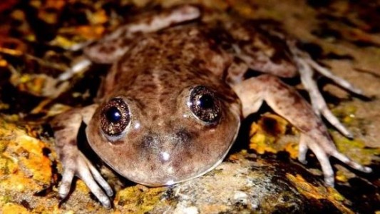 Un argentino ganó el “Óscar verde” por su labor en la preservación de una de las ranas más amenazadas del país