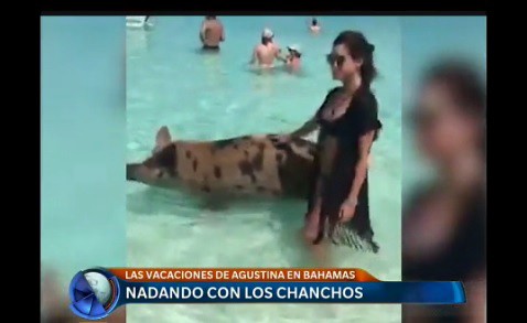 Nadando con los chanchos