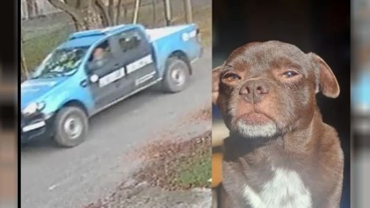 La Plata: denuncian que policías a bordo de un patrullero arrollaron un perro y siguieron de largo