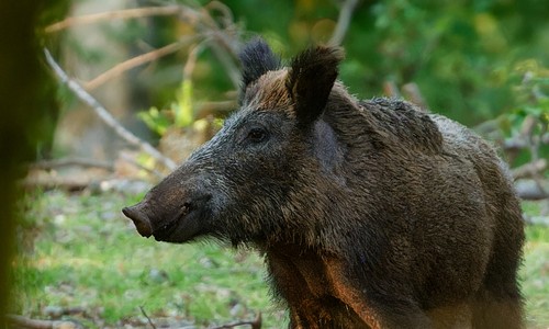 Habilitan en Córdoba la caza de algunas especies de jabalíes y ciervos