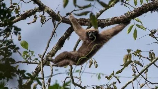 Hallaron una nueva raza de mono y la bautizaron como un protagonista de Star Wars