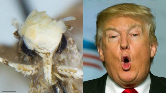 Bautizan "Donald trump" a esta nueva especie de polilla mexicana