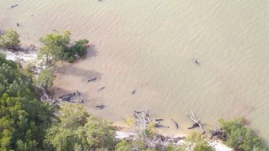 Murieron 81 ballenas que vararon en Florida