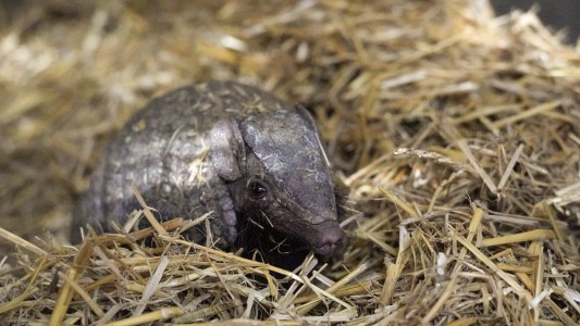 Rescataron a un tatú bola perdido: su mascotización se volvió irreversible