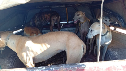 Rescataron a 70 galgos que eran utilizados para cazar
