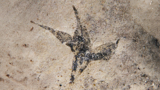 Hallaron en San Luis la flor más antigua de Argentina