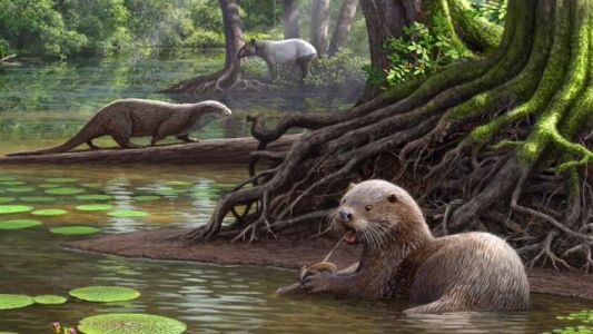 Hallaron una nutria gigante prehistórica de dos metros en China