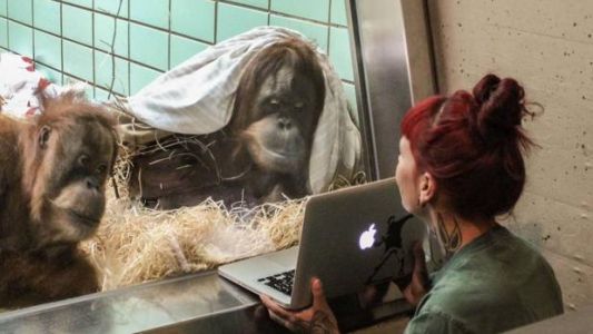 Crean un Tinder para orangutanes