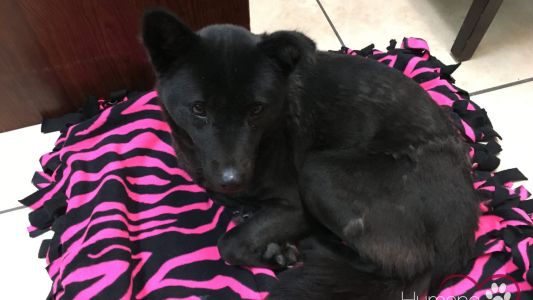 Video: perro rescatado de un matadero en Corea duerme de parado porque estaba acostumbrado a una jaula pequeña