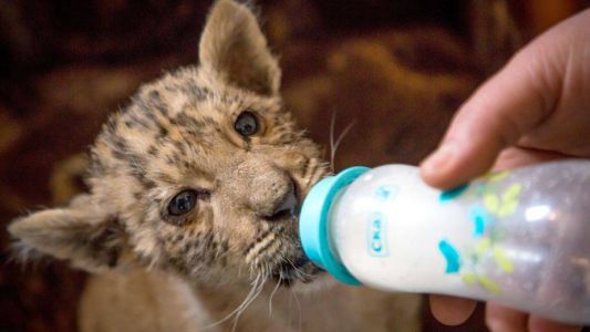 Te presentamos a Zar, el bebé "ligre" que nació del cruce de una tigresa y un león