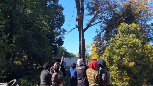 La policía rescató a un hombre que quedó colgado de un árbol mientras podaba