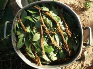 Investigan la muerte de un estadounidense tras consumir ayahuasca en Perú