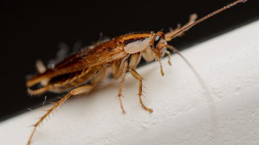 Video impresionante: médicos extraen cucaracha viva del cerebro de una mujer