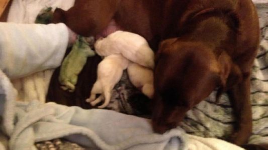 Una perra labradora dio a luz a una cachorrita verde