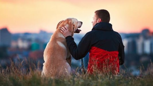 Las empresas dan días libres a sus empleados si se muere su mascota