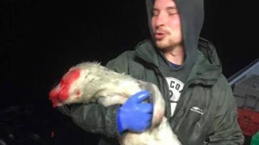 Desalmados: bronca en las redes por unos pescadores que golpean y patean a una foca bebé
