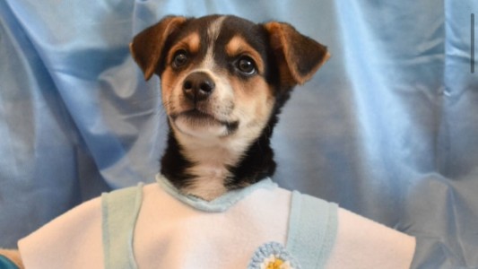 Rosario: Realizarán un festival animalista por el Día de la Bandera