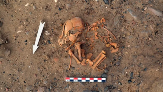 Un estudio reveló cuándo llegaron a Sudamérica los perros domésticos