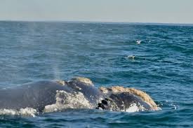 Comenzó la temporada de ballenas en Chubut