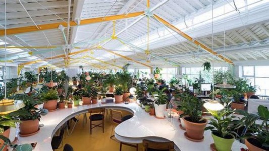 Montan una oficina con más plantas que computadoras para trabajar relajado