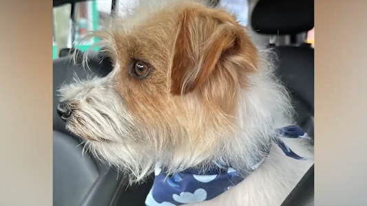 Mataron al perro de soporte emocional de una niña con epilepsia