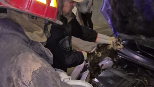 Insólito hallazgo en Córdoba: encontraron a una comadreja escondida en el motor de un auto