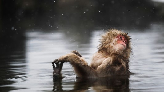 Japón: en un zoo mataron 57 monos por una razón muy polémica