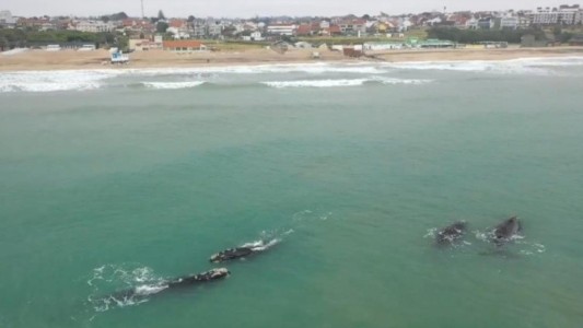 Mar del Plata: aparecieron ballenas a 700 metros de la costa