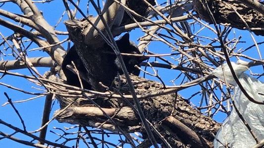 Un gato está atrapado en un árbol hace más de una semana: los vecinos temen por su salud